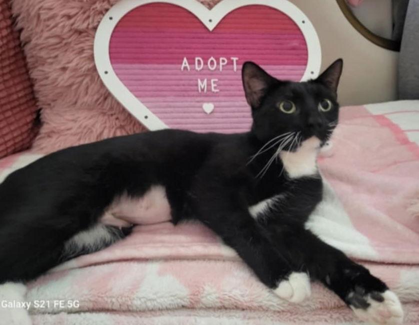 Enlarge Confetti, a Adopted Tuxedo in Ashville, OH image 1/1