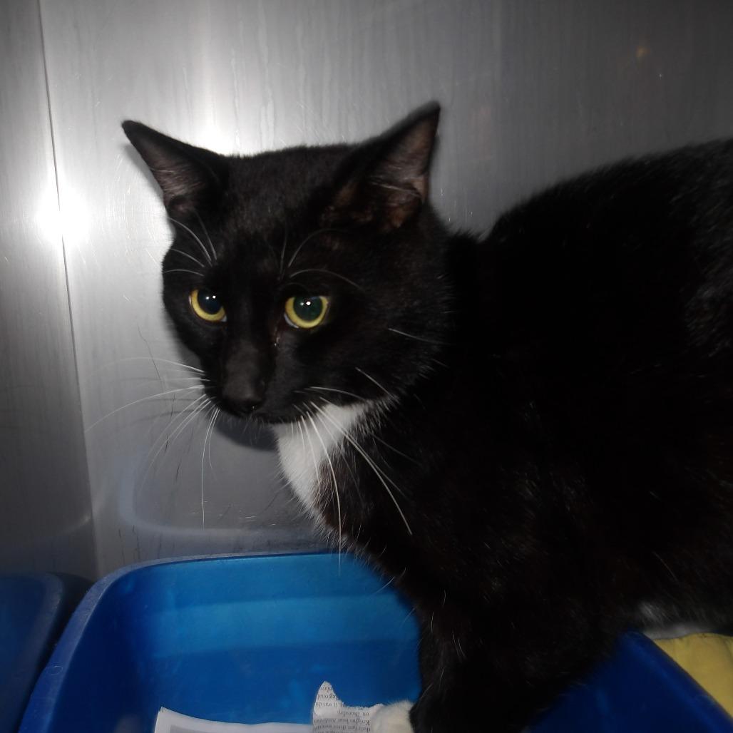 BeeBee, Adoptable, Adult Male Domestic Short Hair.