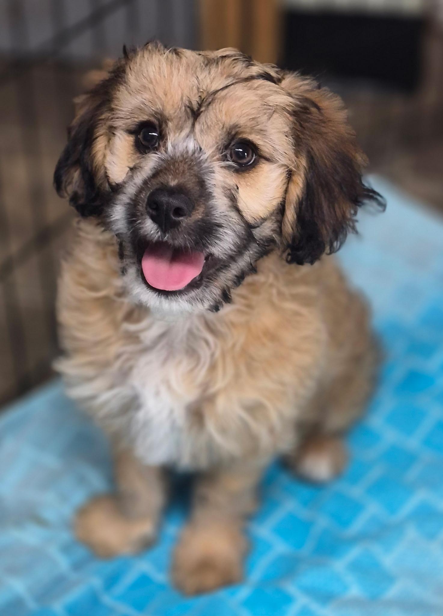 Finn, an adopted mixed breed in Los Angeles, CA image 3/3