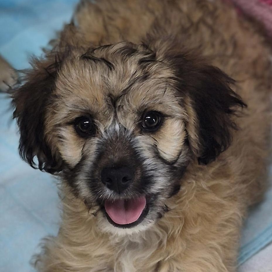Finn, an adopted mixed breed in Los Angeles, CA image 2/3
