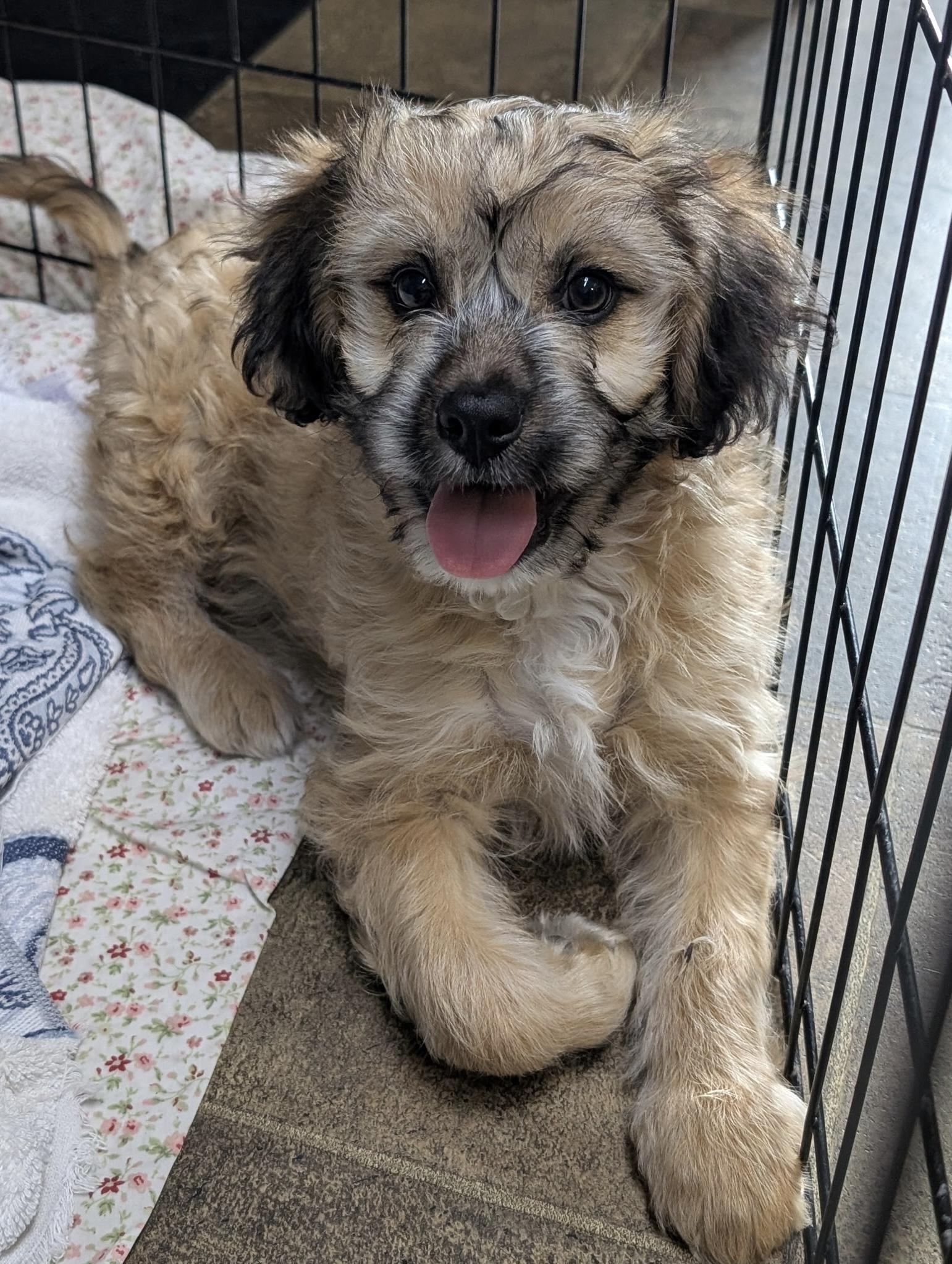 Finn, adopted, Puppy Male Havanese & Chiweenie.