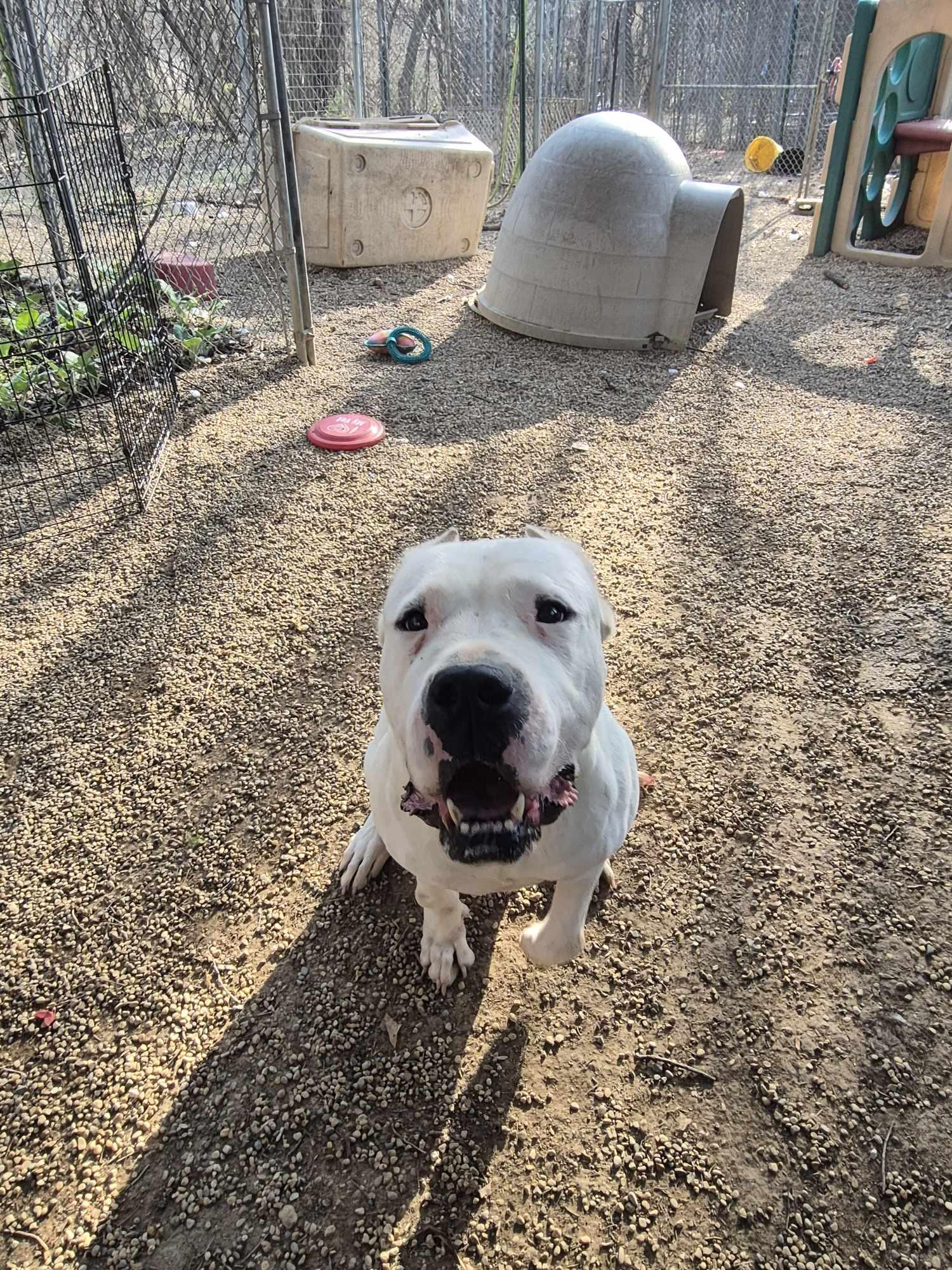 Enlarge Pink, a Adoptable Dogo Argentino in Freeport, IL image 5/6