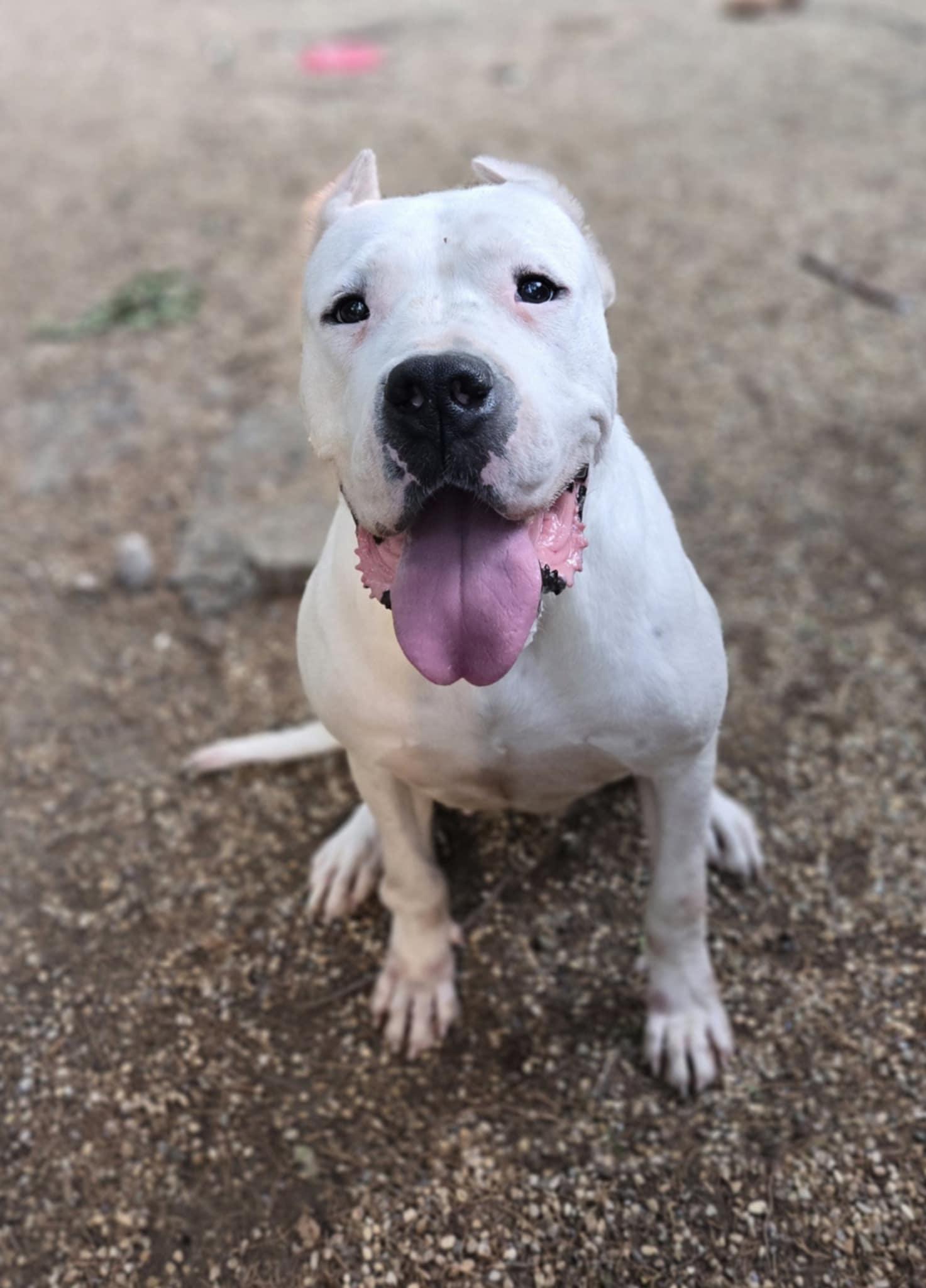 Enlarge Pink, a Adoptable Dogo Argentino in Freeport, IL image 2/6