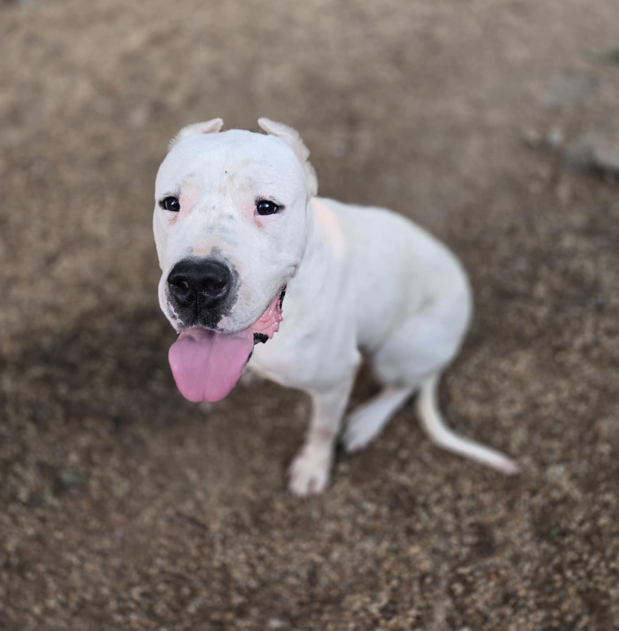 Enlarge Pink, a Adoptable Dogo Argentino in Freeport, IL image 3/6