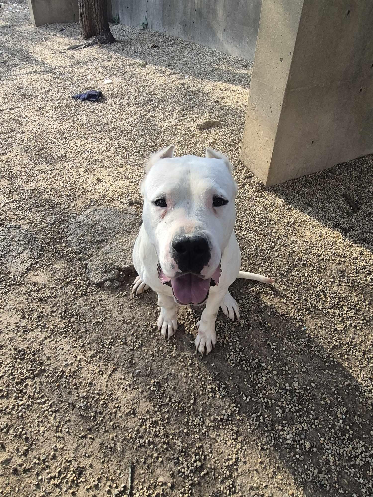 Enlarge Pink, a Adoptable Dogo Argentino in Freeport, IL image 4/6
