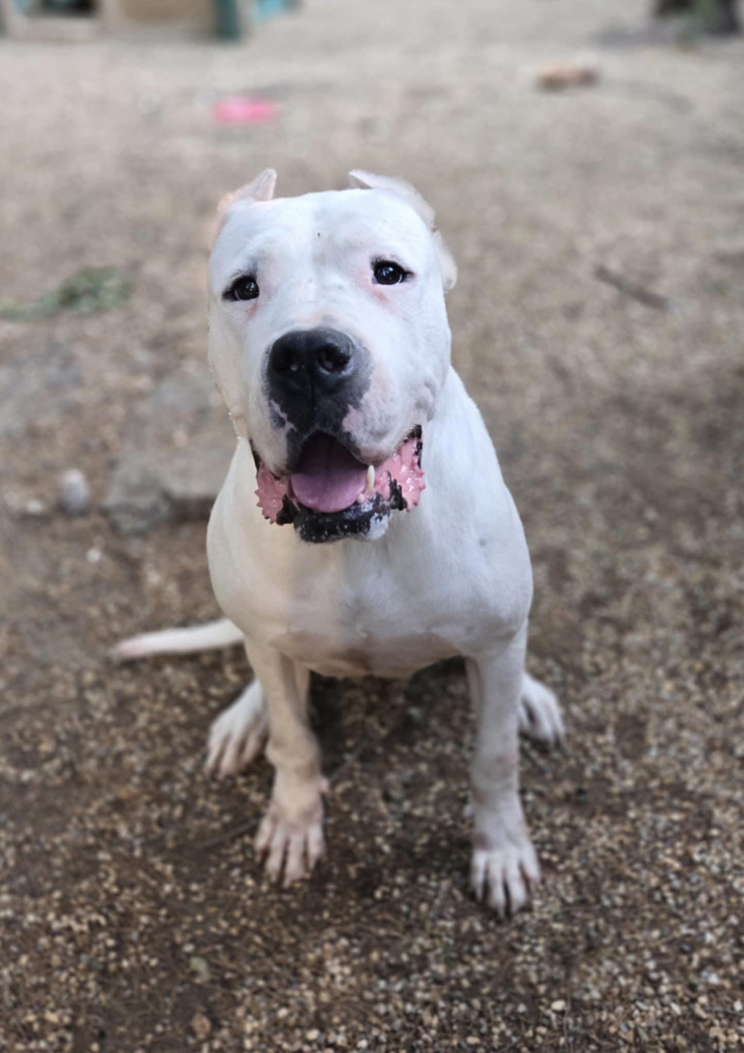 Pink, Adoptable, Adult Female Dogo Argentino.
