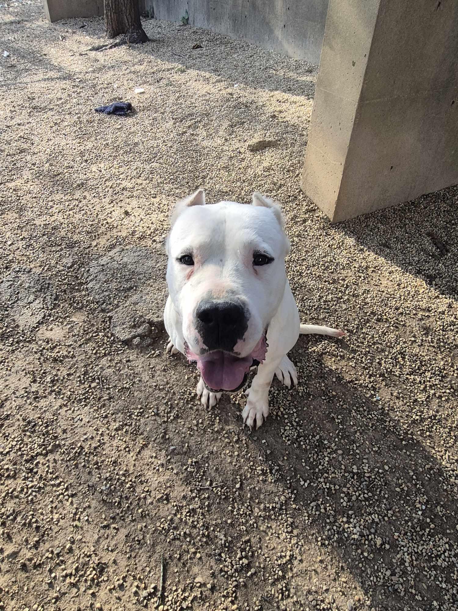 Enlarge Pink, a Adoptable Dogo Argentino in Freeport, IL image 6/6