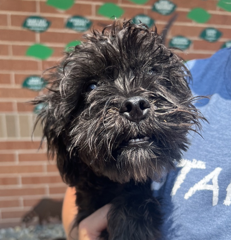 Curly Sue, a Adopted Shih Tzu in Sioux City, IA image 1/2
