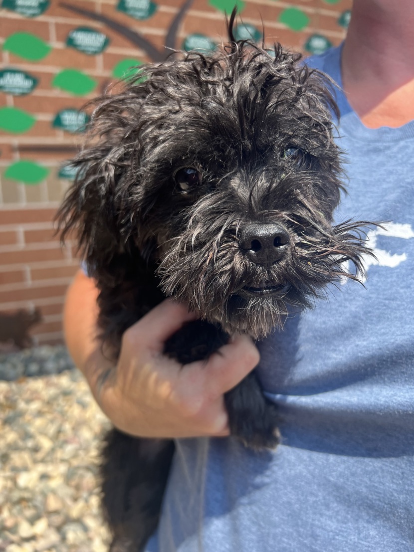 Curly Sue, a Adopted Shih Tzu in Sioux City, IA image 2/2