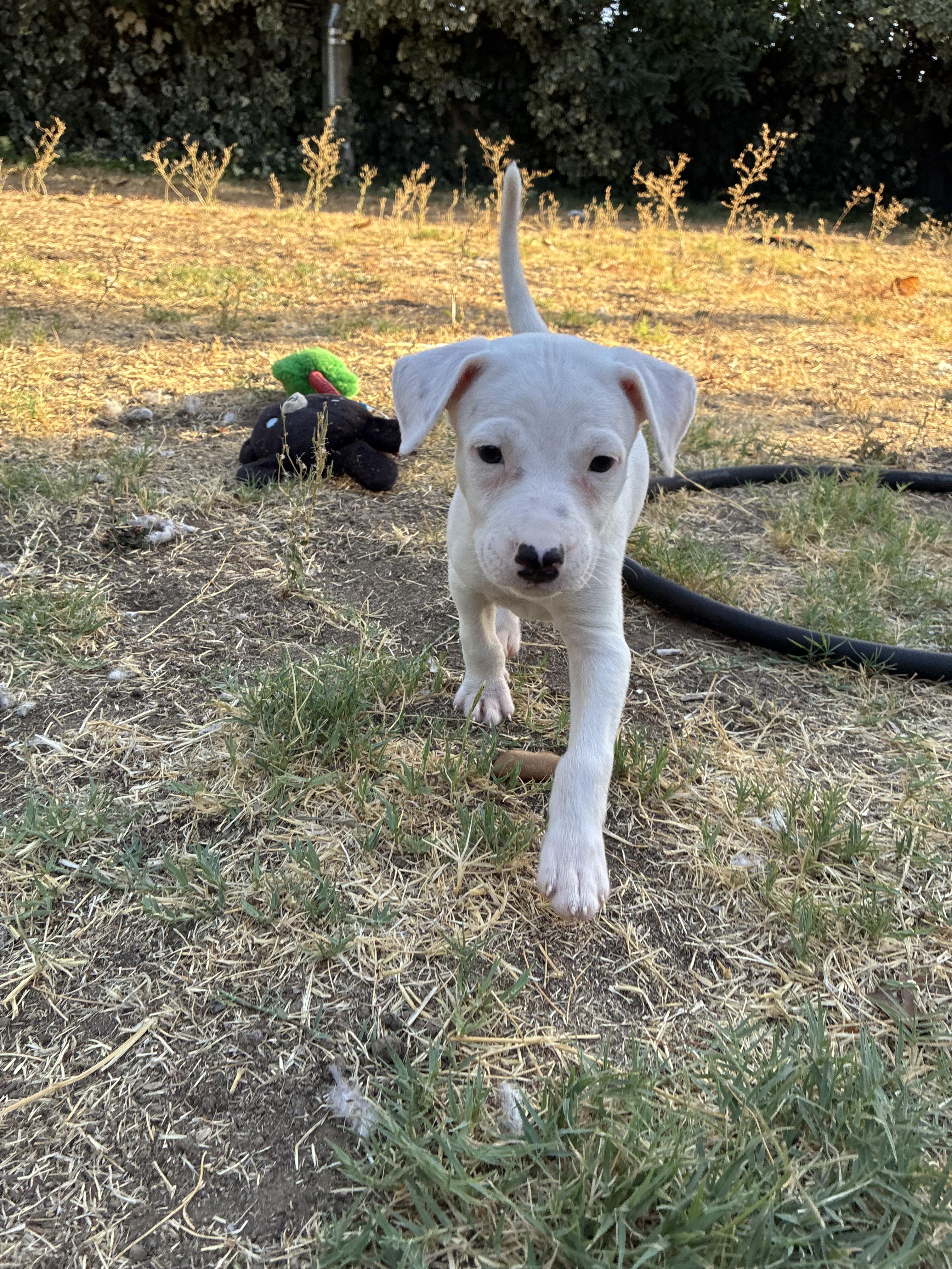 Enlarge Diesel, a Adopted mixed breed in Penryn, CA image 4/5