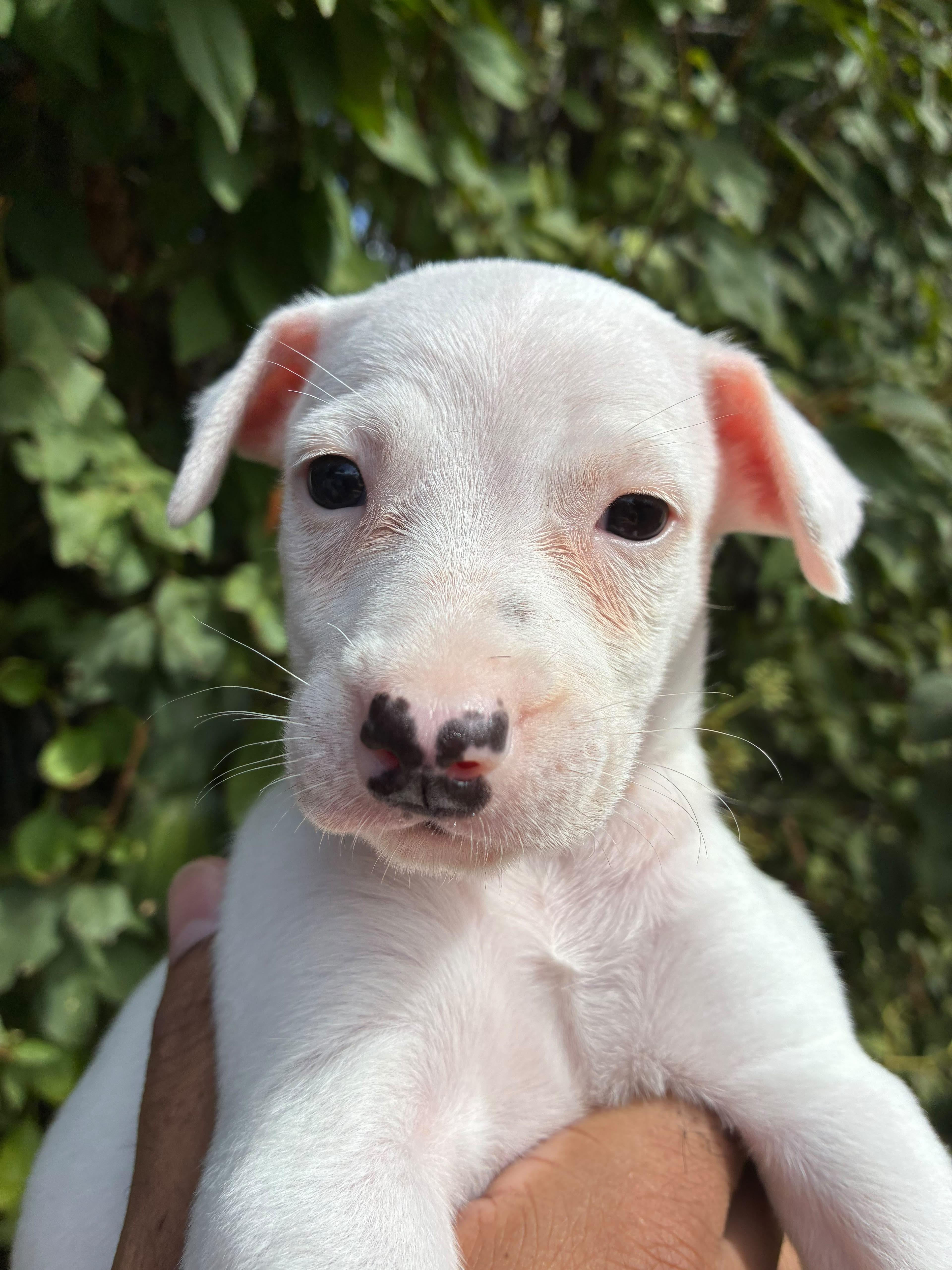 Enlarge Diesel, a Adopted mixed breed in Penryn, CA image 3/5