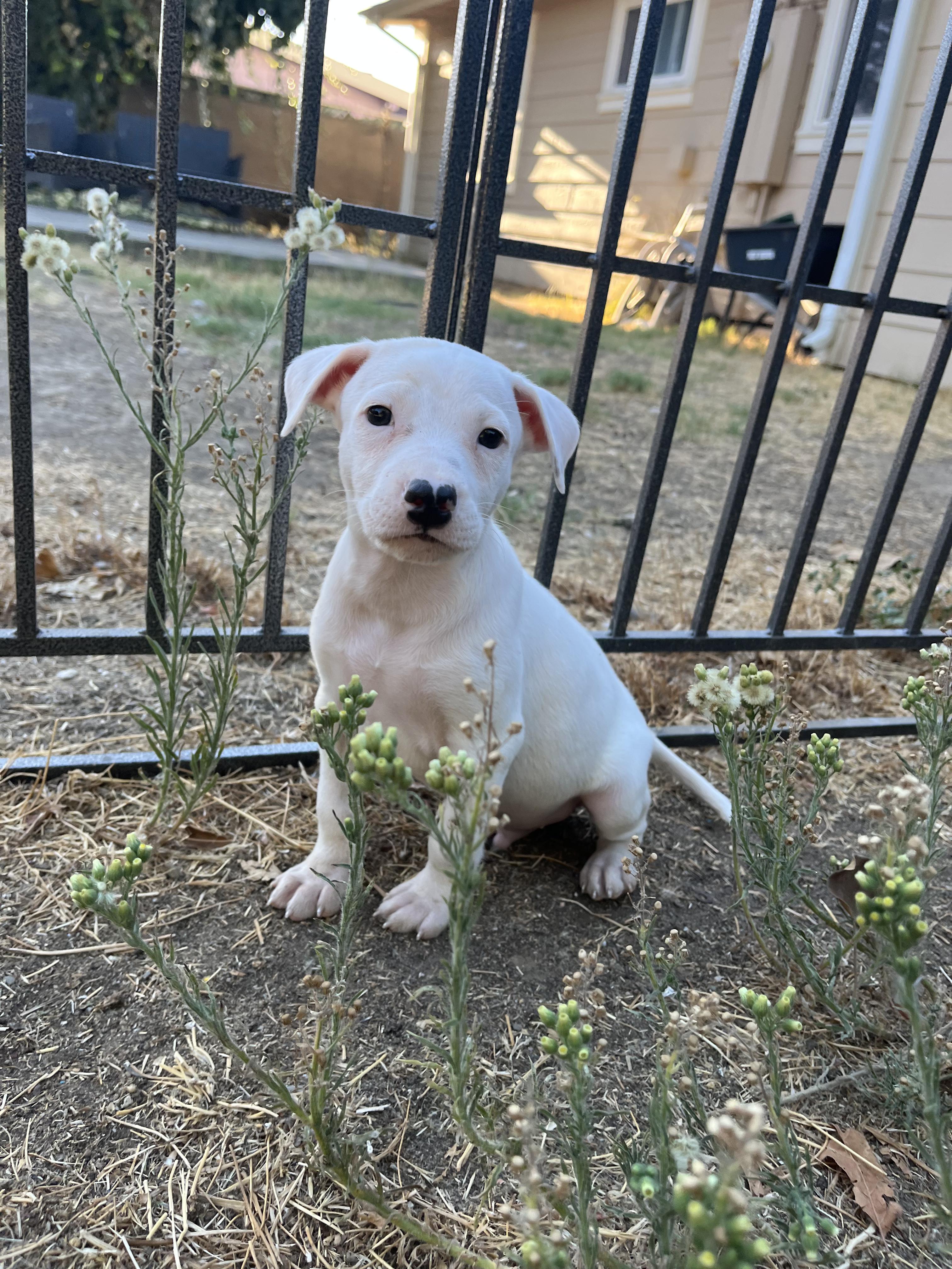 Diesel, Adopted, Puppy Male Australian Cattle Dog / Blue Heeler.