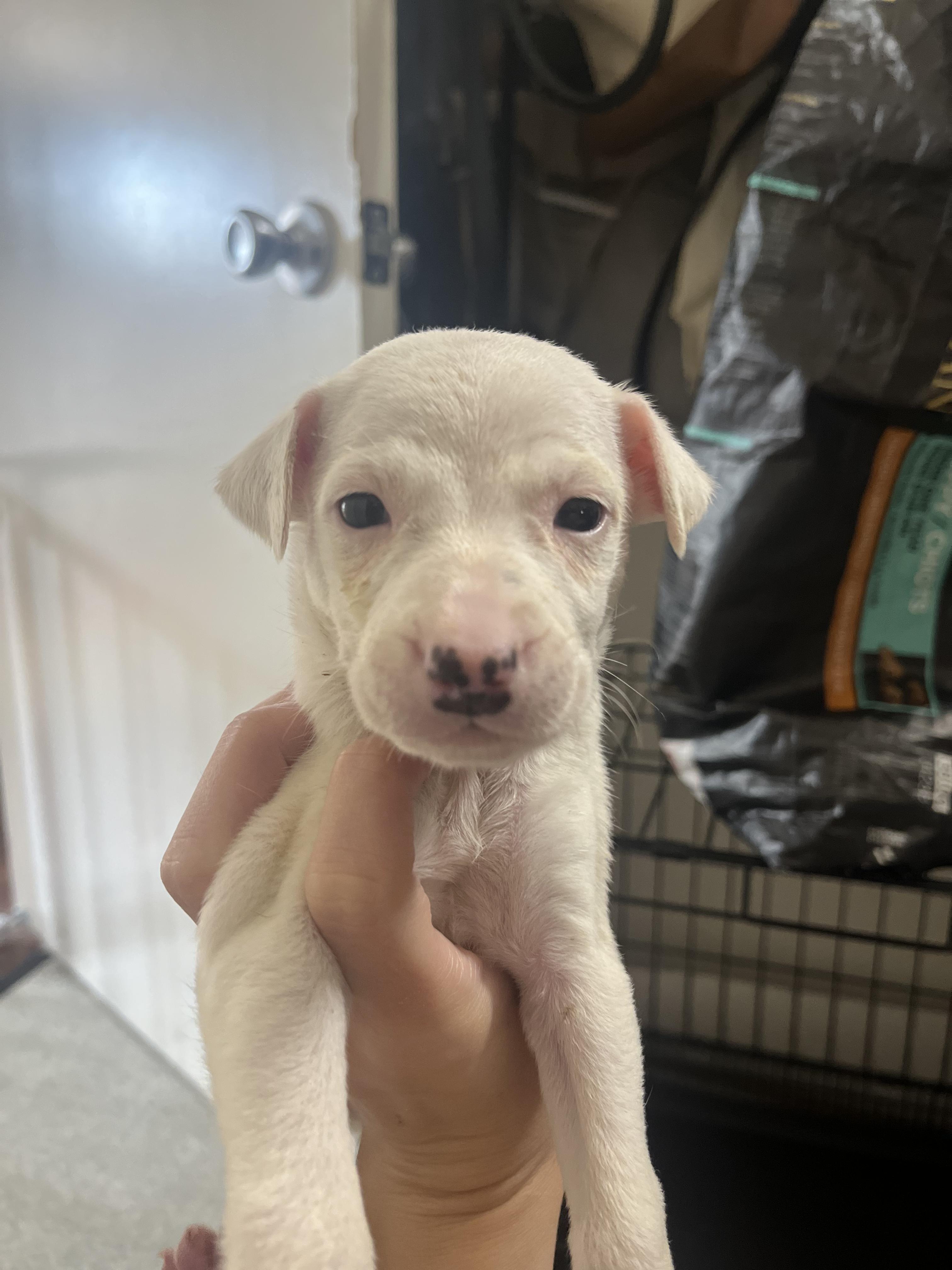 Diesel, Adoptable, Puppy Male Australian Cattle Dog / Blue Heeler.