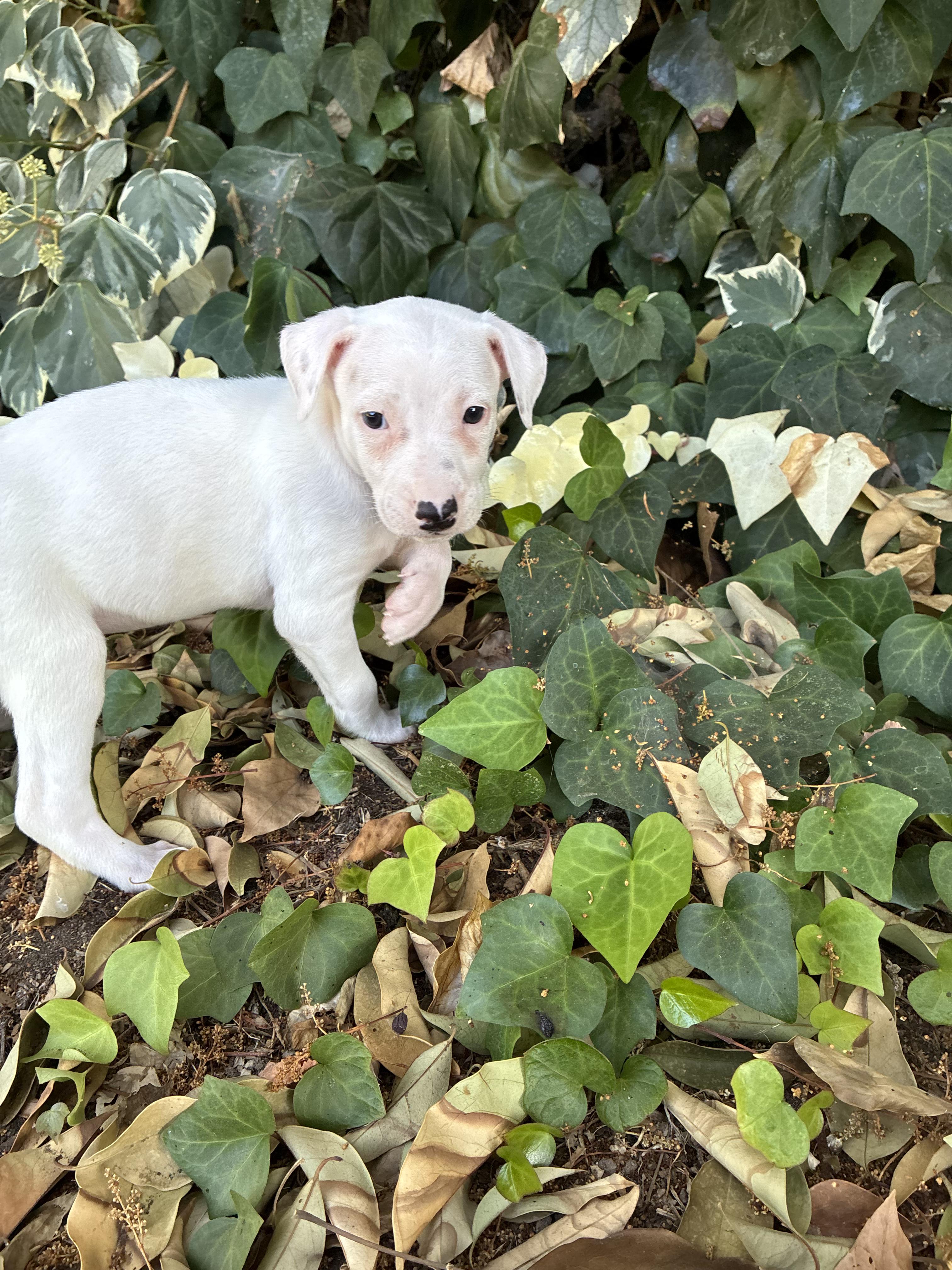 Enlarge Diesel, a Adopted mixed breed in Penryn, CA image 5/5