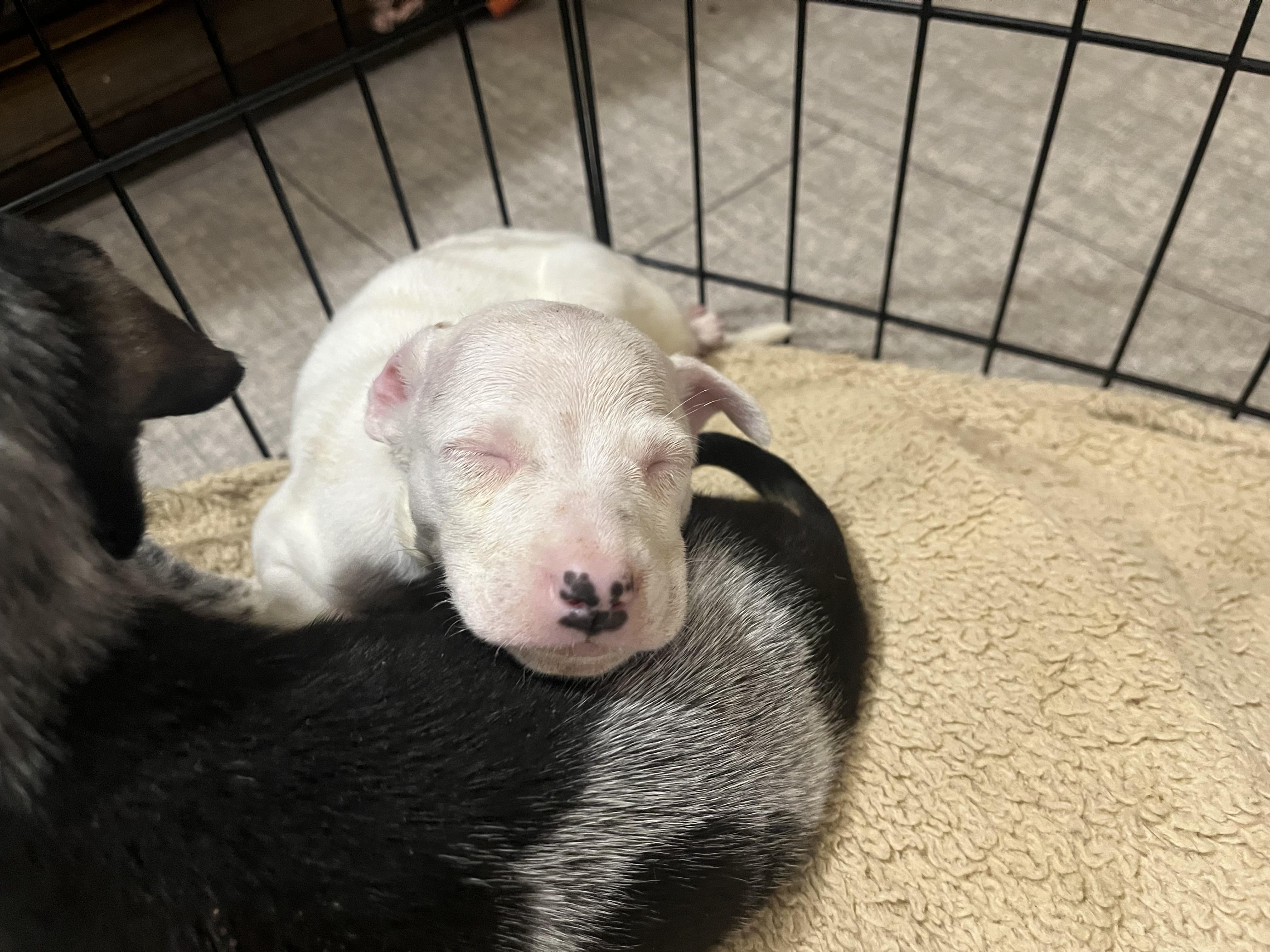 Enlarge Diesel, a Adoptable mixed breed in Penryn, CA image 2/2