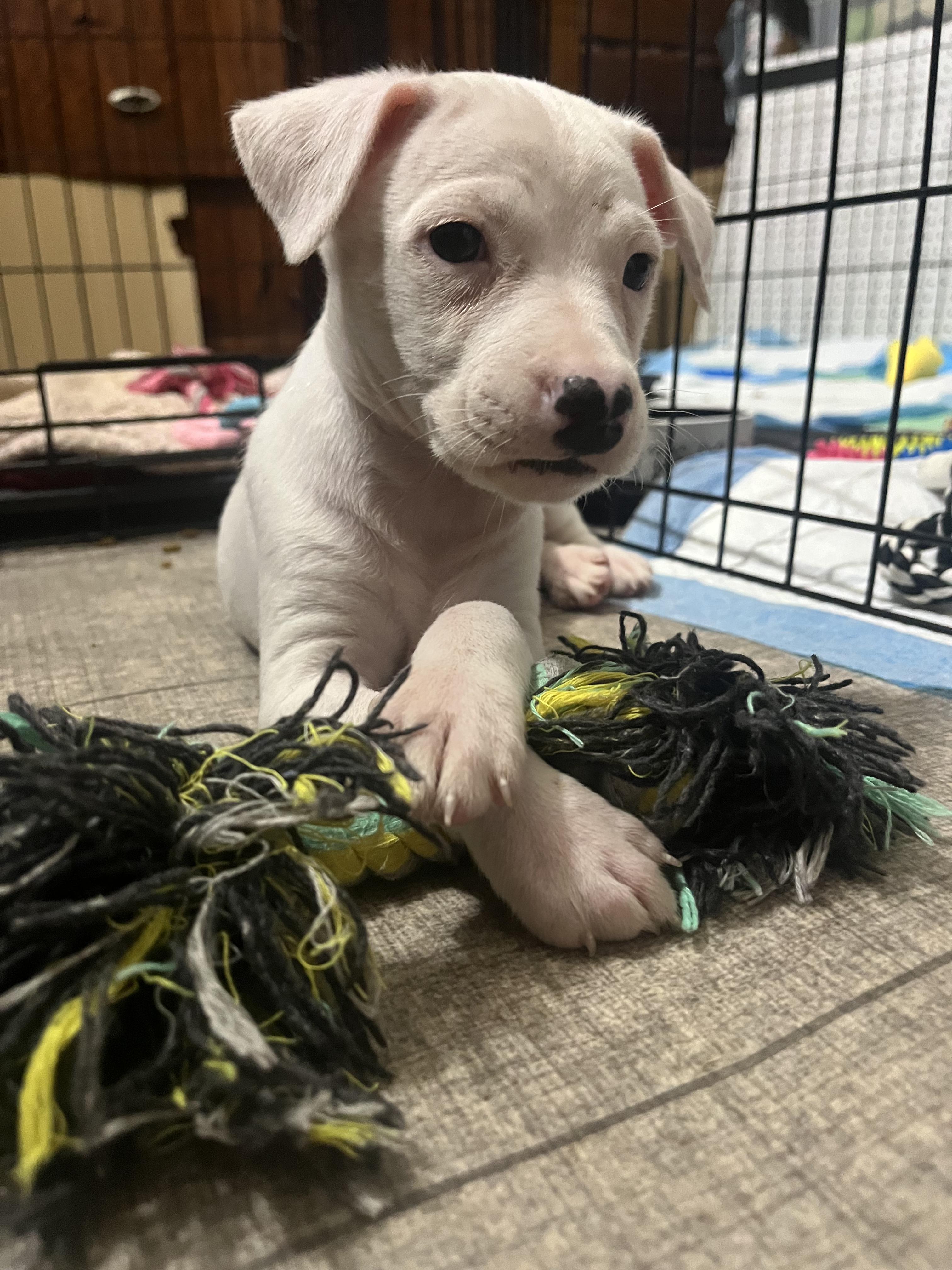 Enlarge Diesel, a Adopted mixed breed in Penryn, CA image 2/5