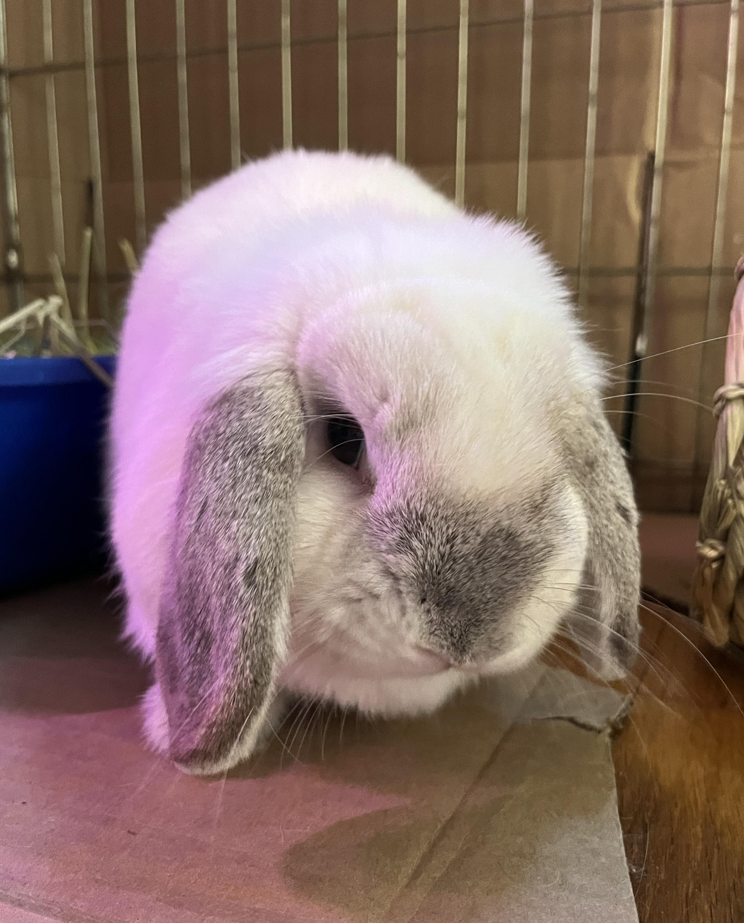 Enlarge Mykonos, a Adoptable Mini Lop in Chicago, IL image 1/2