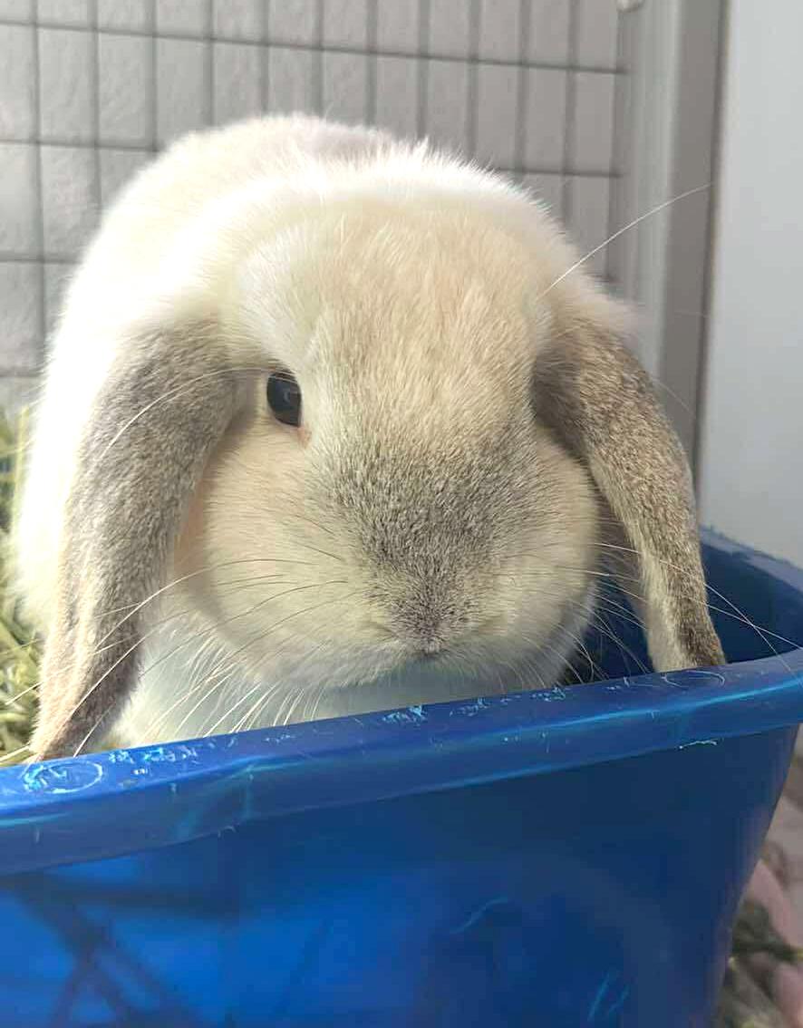 Enlarge Mykonos, a Adoptable Mini Lop in Chicago, IL image 2/2