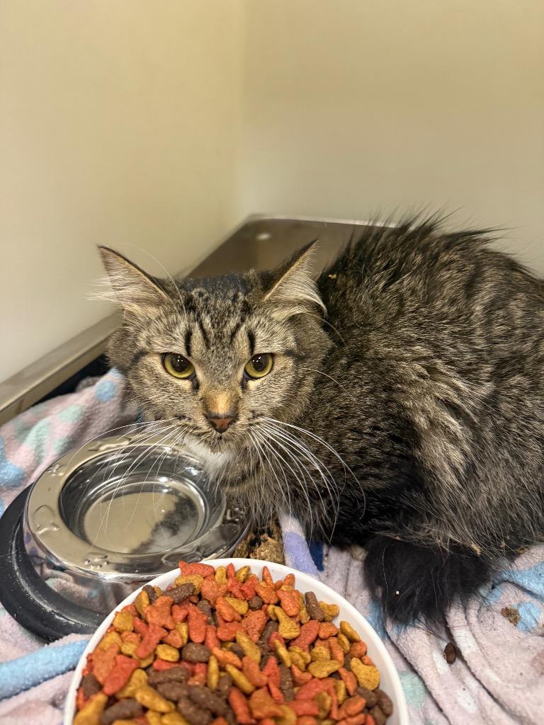 Enlarge Sky, a Adoptable mixed breed in Douglasville, GA image 1/1