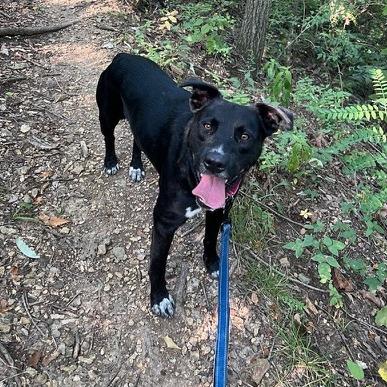 Leonardo, Adoptable, Adult Male Black Labrador Retriever.