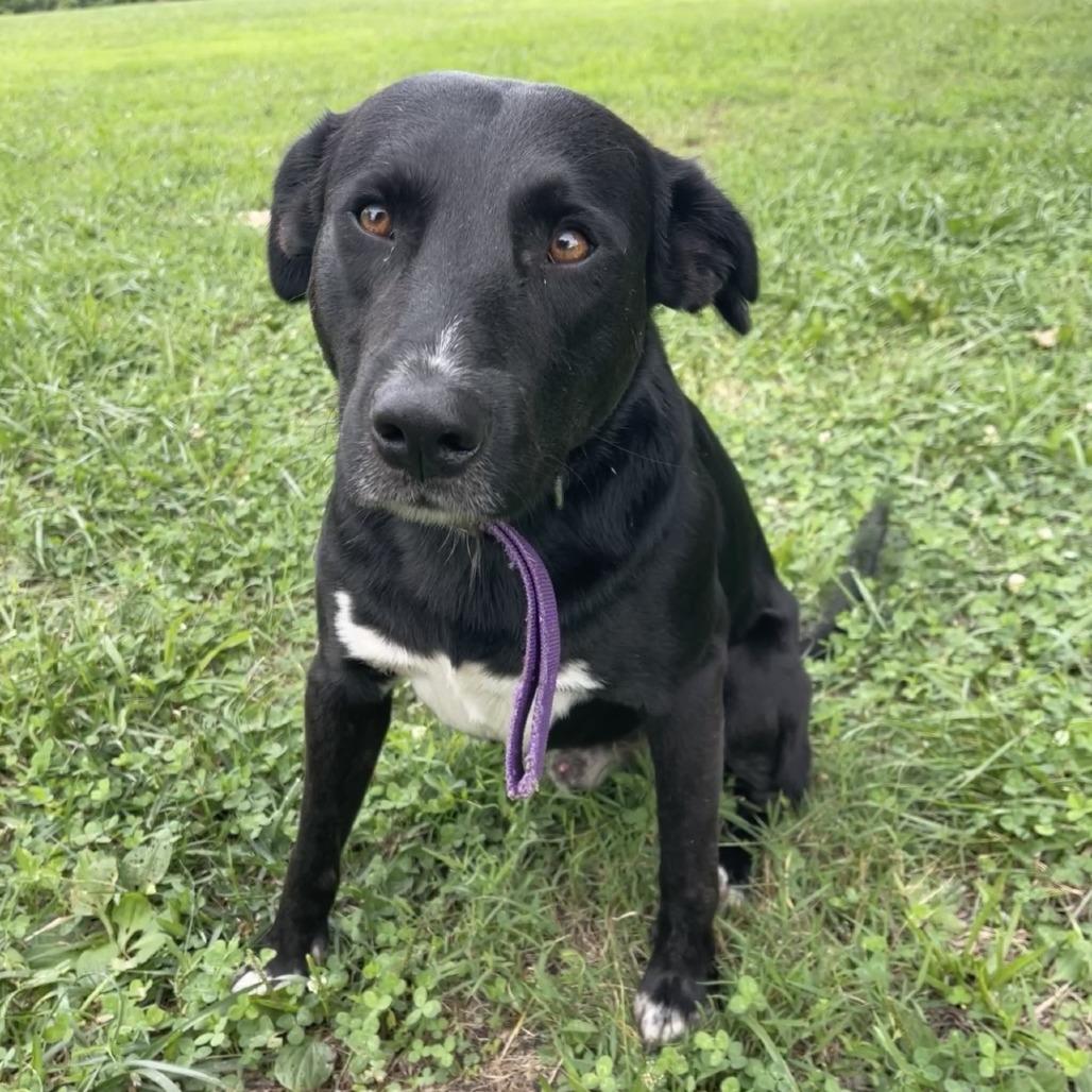 Enlarge Leonardo, a Adoptable Black Labrador Retriever in Kansas City, MO image 2/6