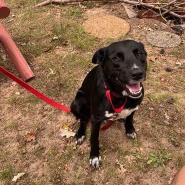 Enlarge Leonardo, a Adoptable Black Labrador Retriever in Kansas City, MO image 3/6