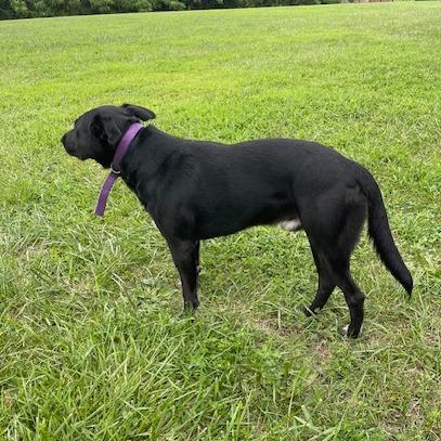 Enlarge Leonardo, a Adoptable Black Labrador Retriever in Kansas City, MO image 4/6