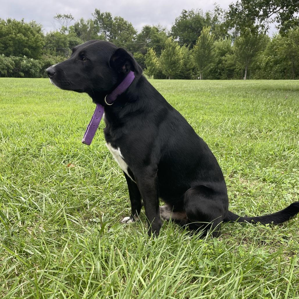 Enlarge Leonardo, a Adoptable Black Labrador Retriever in Kansas City, MO image 6/6