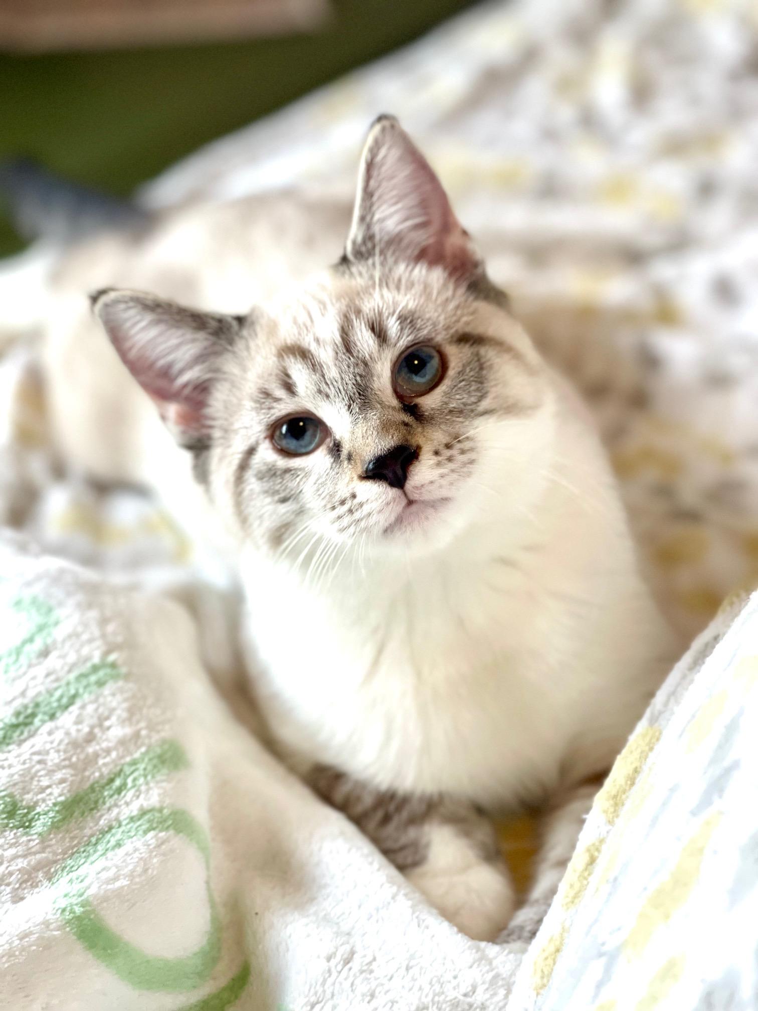 Bravo, adopted, Kitten Male Siamese & Tabby.