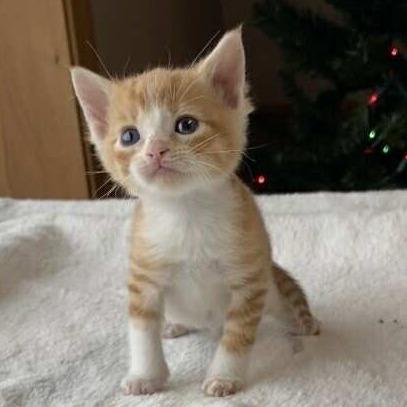 Bean, Adoptable, Kitten Male Domestic Short Hair.