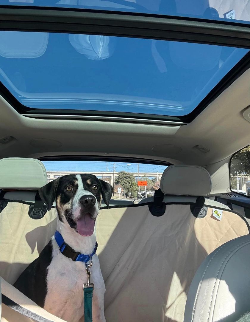 Enlarge Cleo, a Adoptable mixed breed in Dallas, TX image 3/6