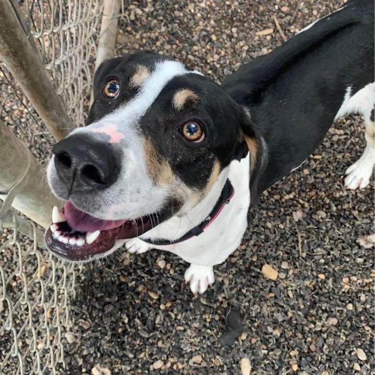 Enlarge Cleo, a Adoptable mixed breed in Dallas, TX image 4/6