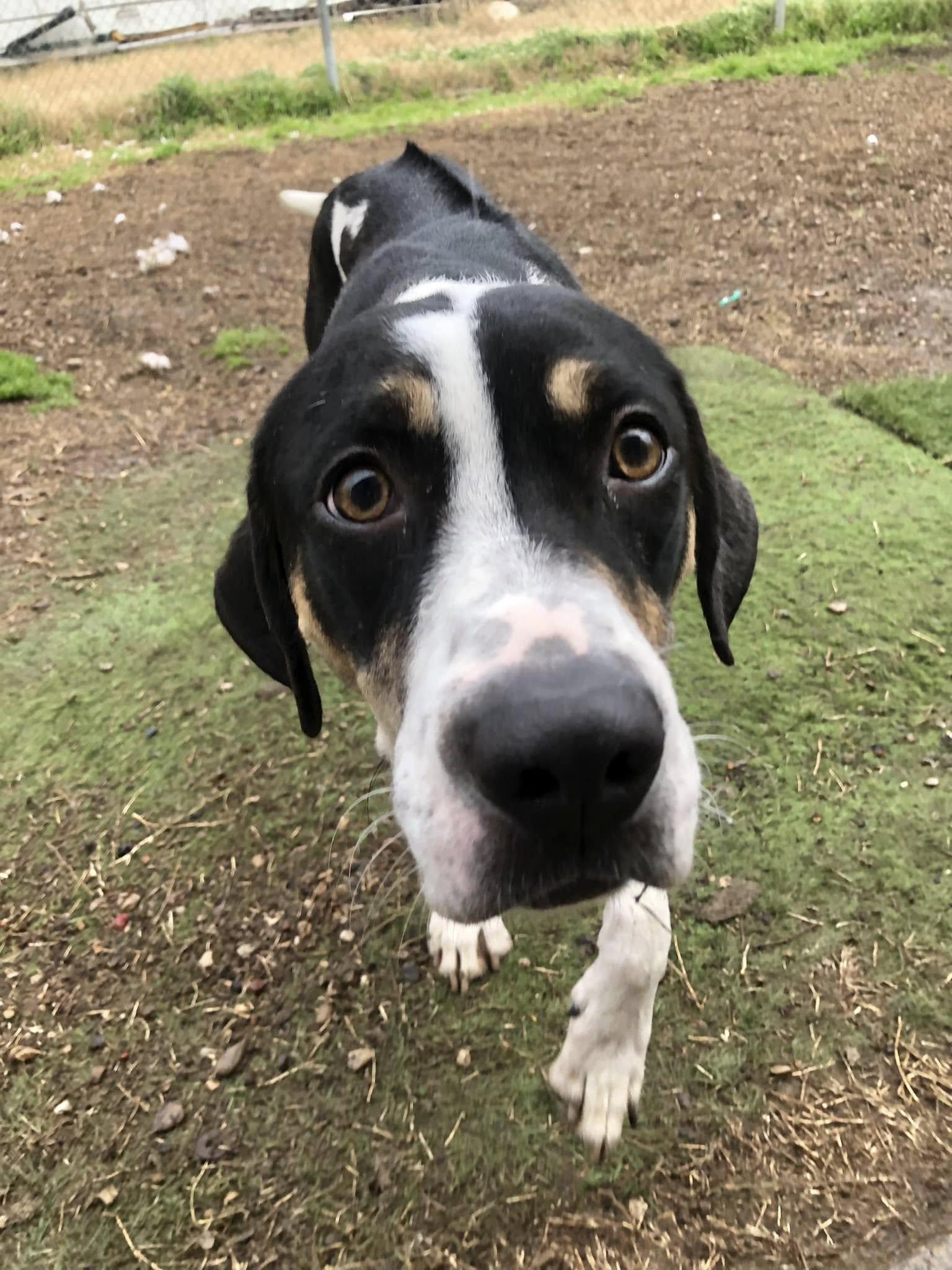 Enlarge Cleo, a Adoptable mixed breed in Dallas, TX image 2/6