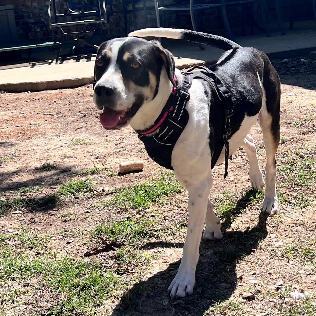 Enlarge Cleo, a Adoptable mixed breed in Dallas, TX image 6/6