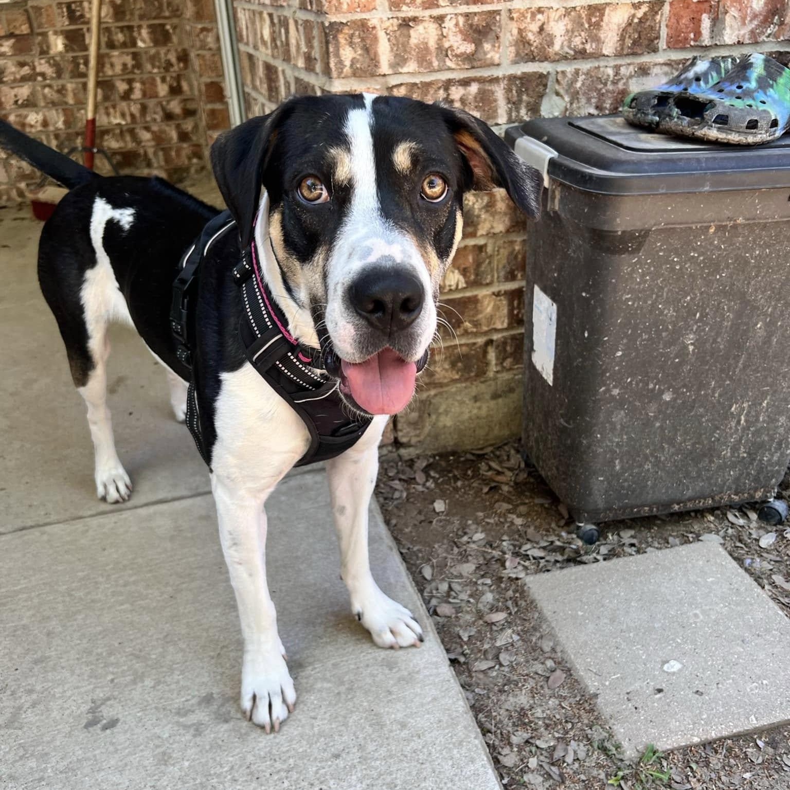 Enlarge Cleo, a Adoptable mixed breed in Dallas, TX image 1/6