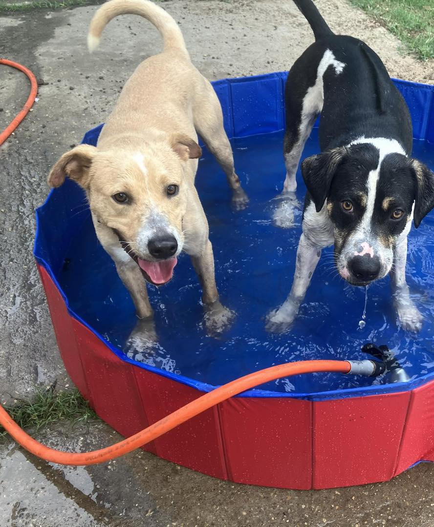 Enlarge Cleo, a Adoptable mixed breed in Dallas, TX image 5/6