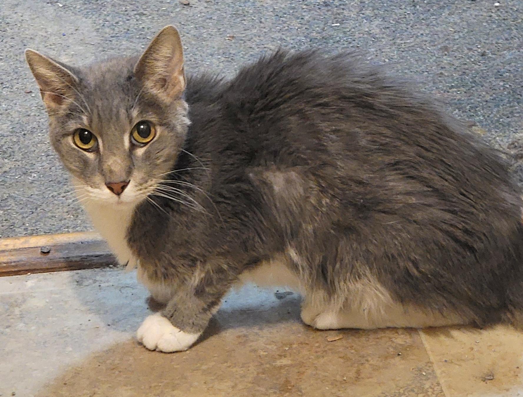 Elvis, Adopted, Adult Male American Shorthair.