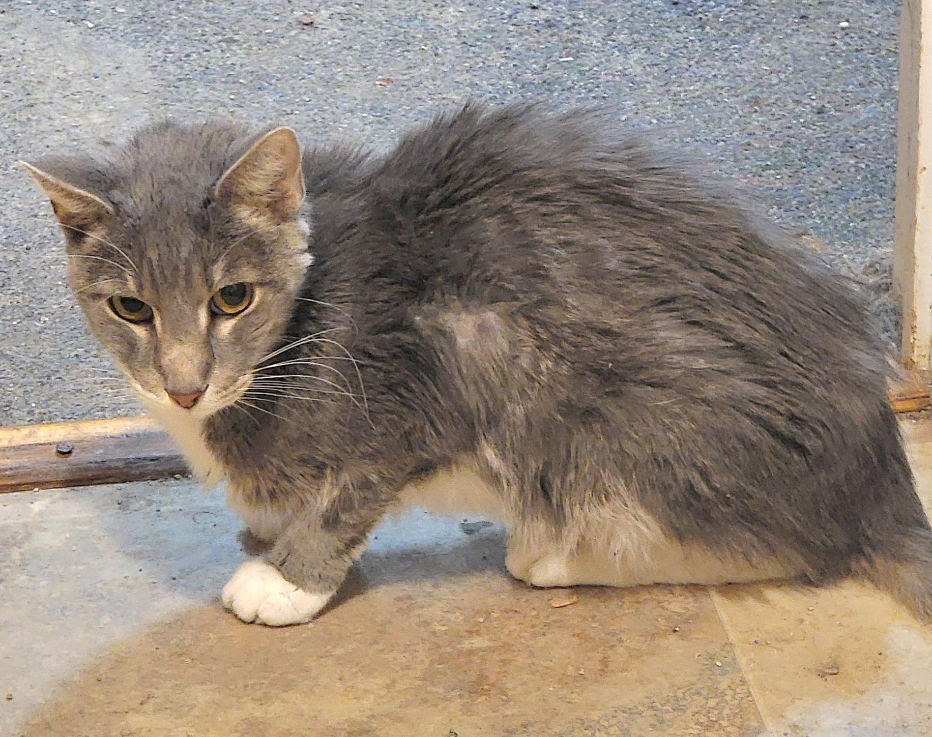 Enlarge Elvis, a Adopted mixed breed in Lyons, IL image 2/2