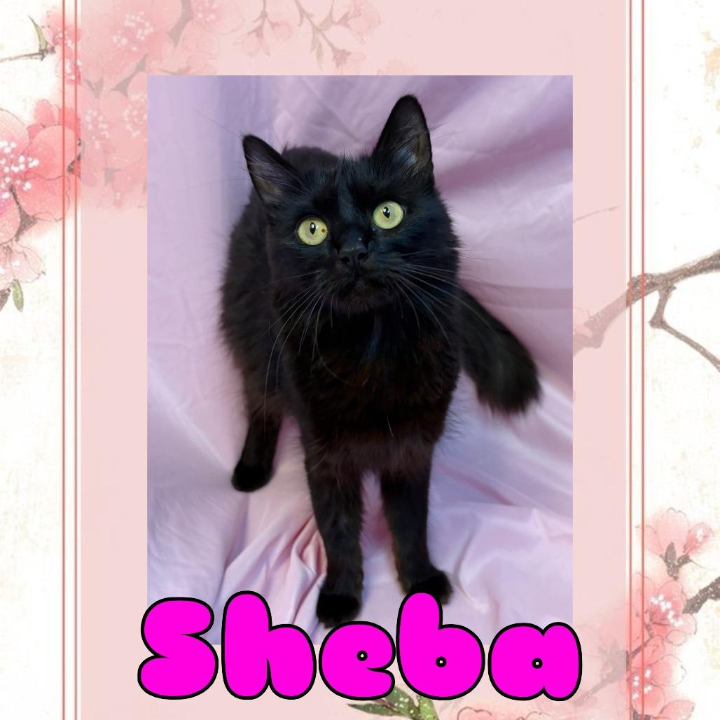 Enlarge Sheba, a Adoptable mixed breed in Royse City, TX image 1/1