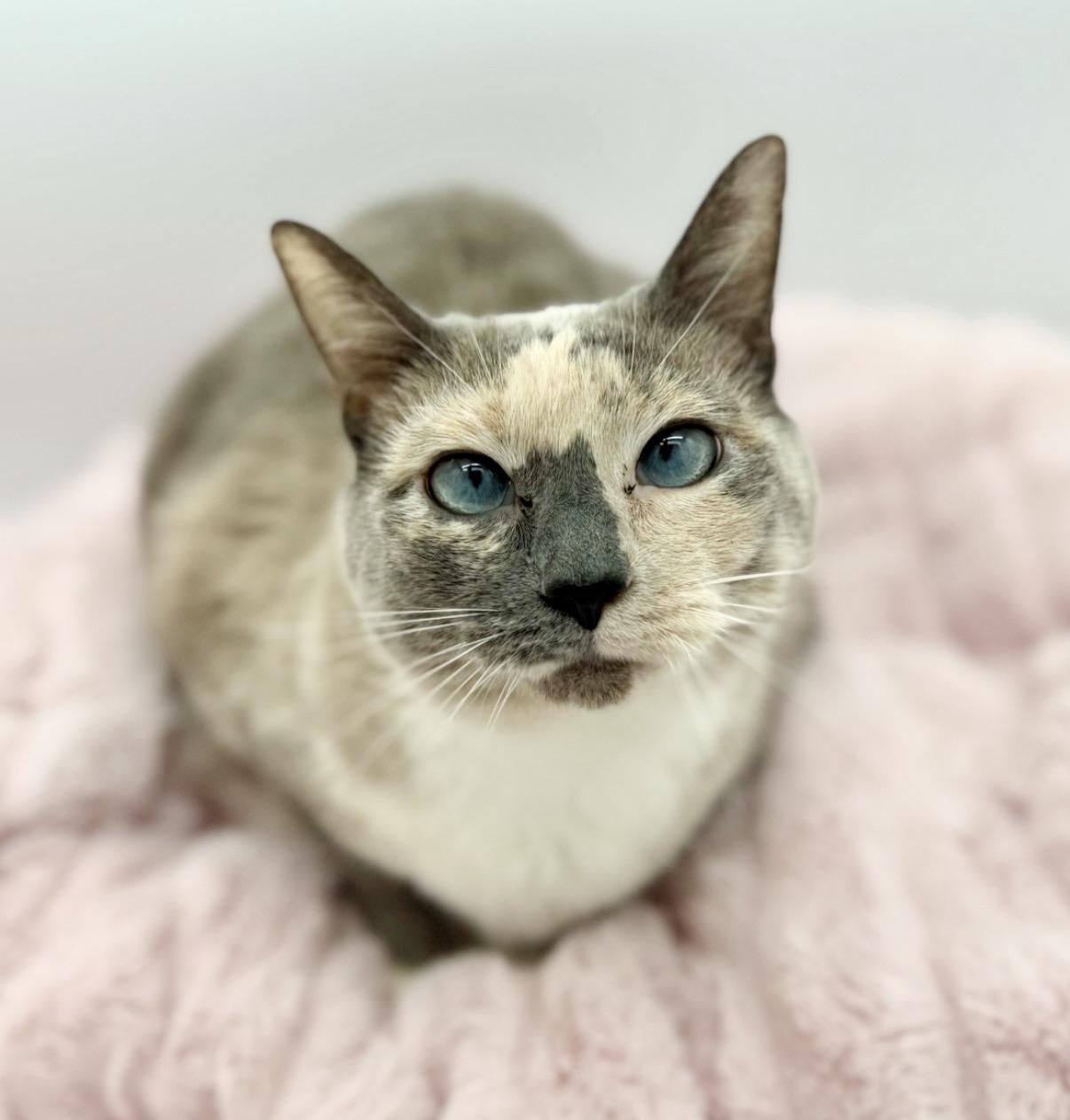 Katara, a Adoptable Siamese in Covington, LA image 3/6