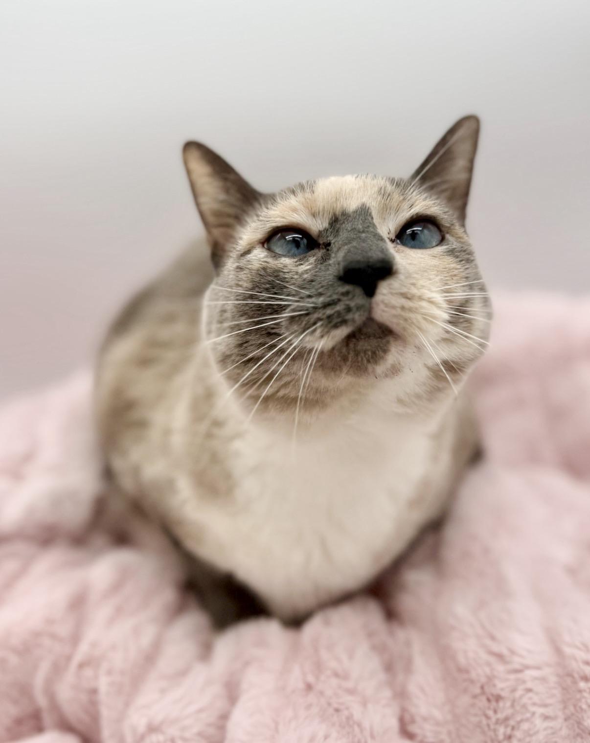 Katara, a Adoptable Siamese in Covington, LA image 2/6