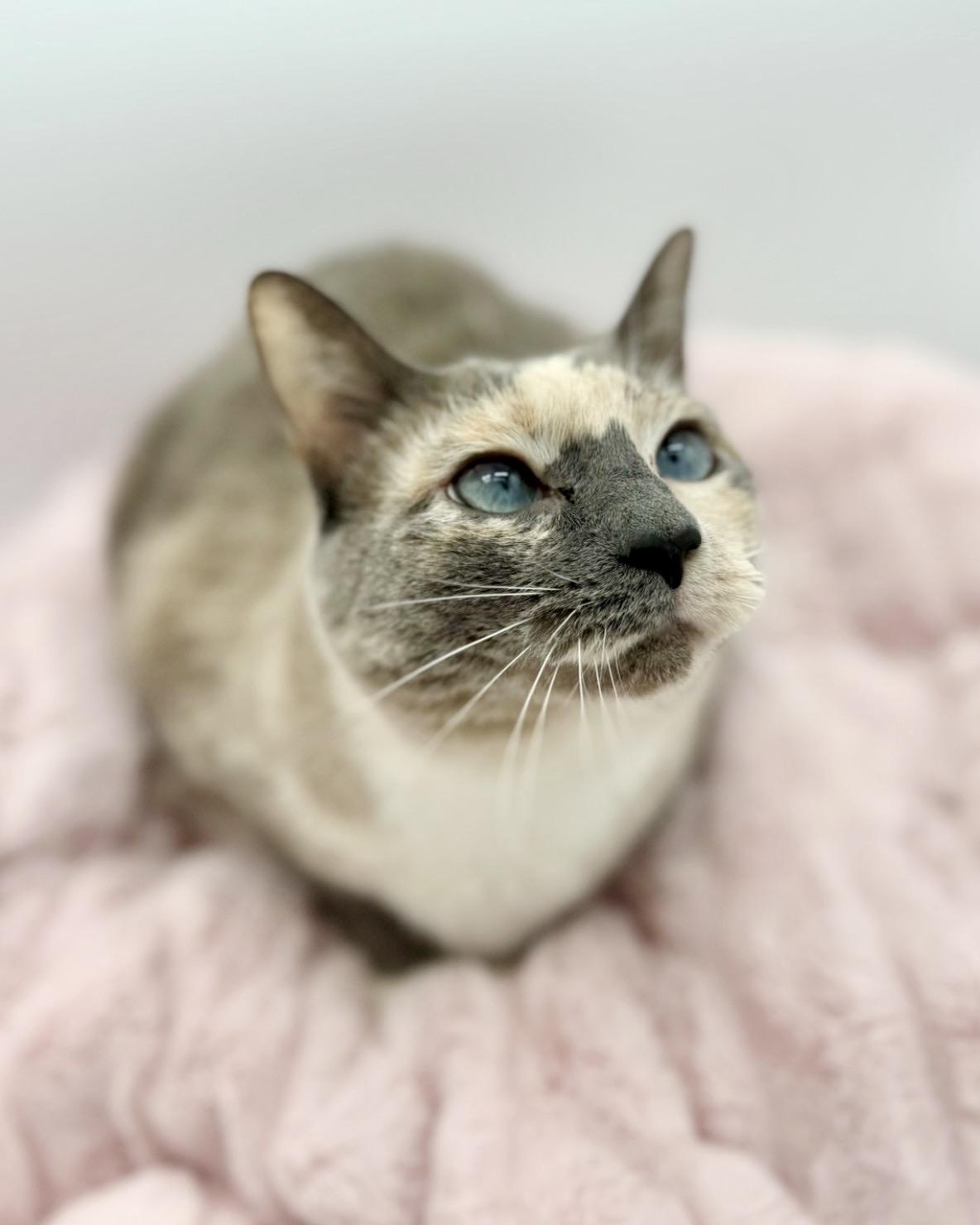 Katara, a Adoptable Siamese in Covington, LA image 4/6
