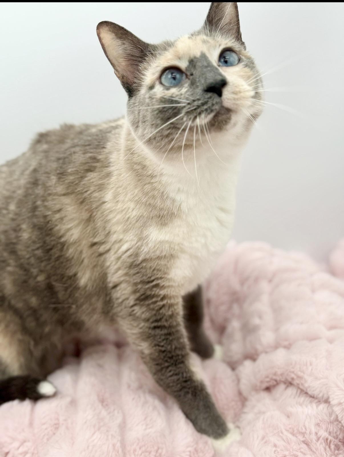 Katara, a Adoptable Siamese in Covington, LA image 6/6