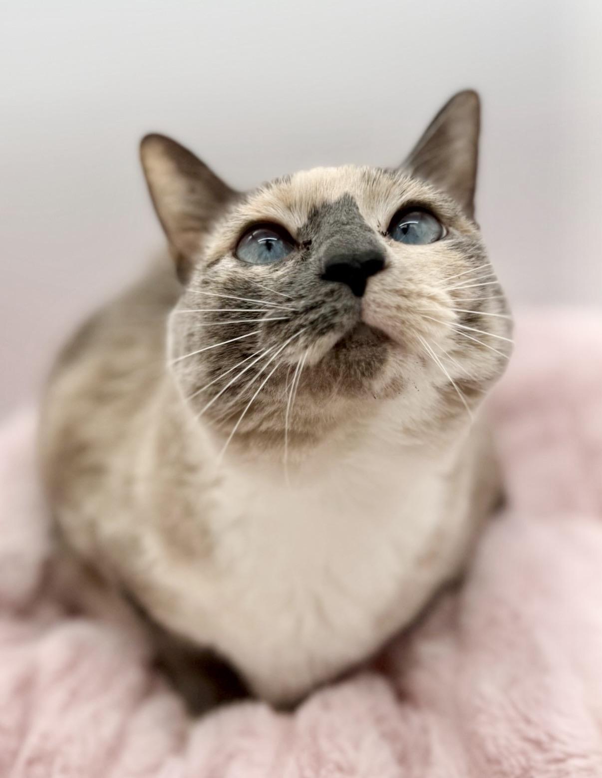 Katara, Adoptable, Adult Female Siamese.