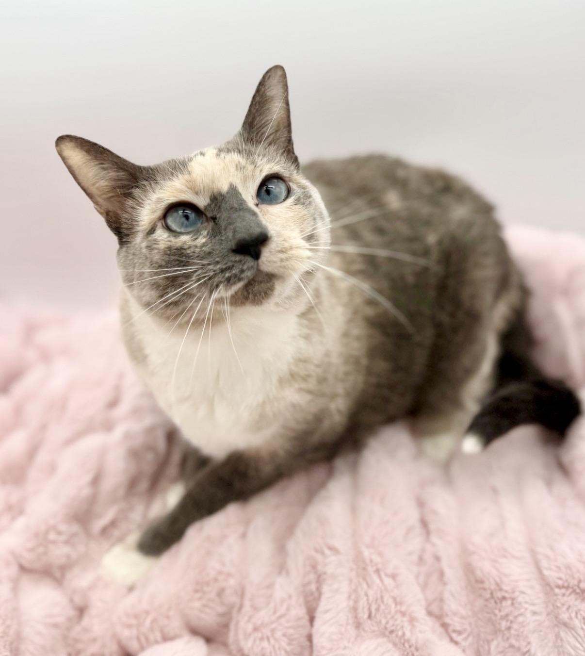 Katara, a Adoptable Siamese in Covington, LA image 5/6