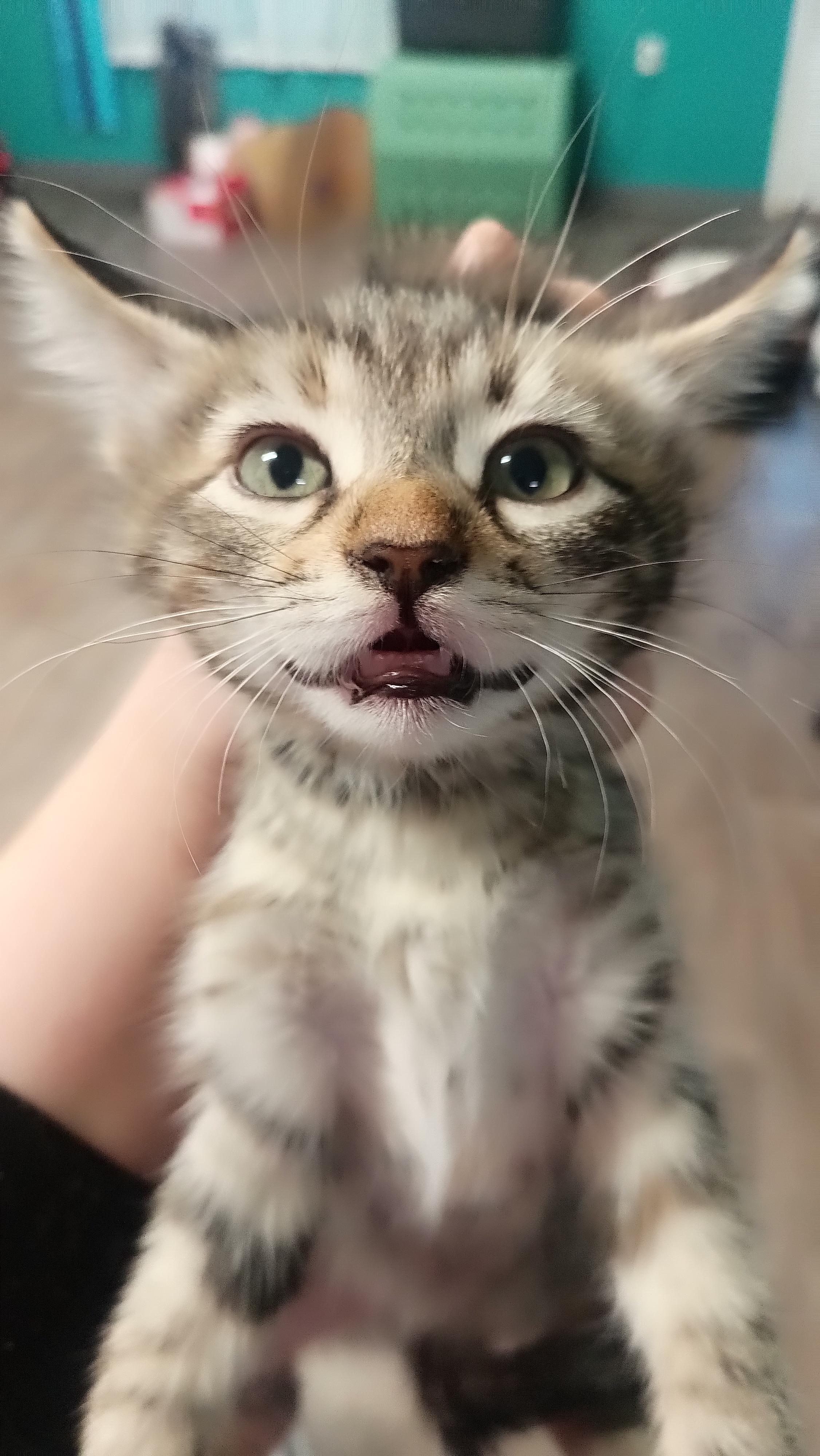 Vix, Adoptable, Kitten Female Domestic Short Hair.