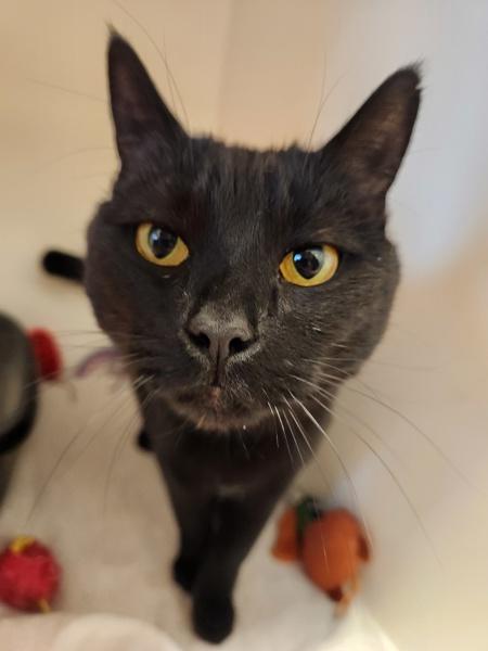 Jetty, Adoptable, Adult Female Domestic Short Hair.