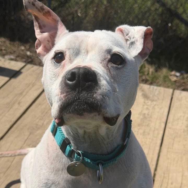 Lumi, Adoptable, Senior Female Terrier.