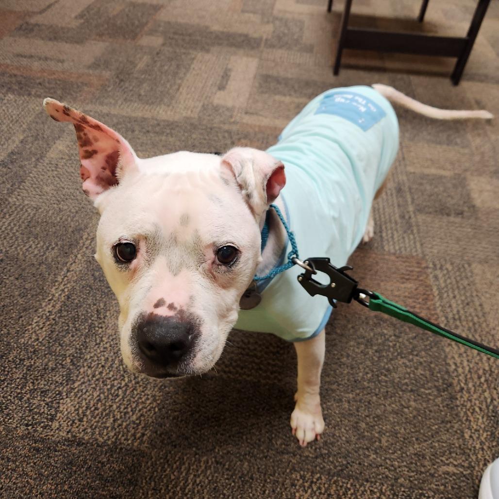 Enlarge Lumi, a Adoptable mixed breed in Brookfield, WI image 3/6