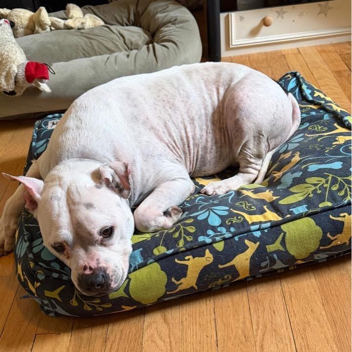 Enlarge Lumi, a Adoptable mixed breed in Brookfield, WI image 4/6